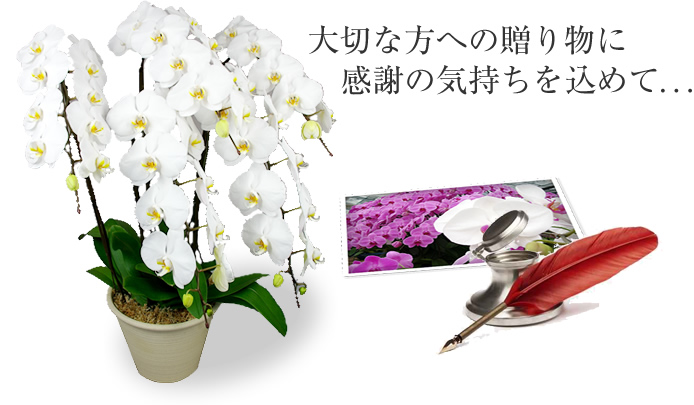 キヌナーセリー